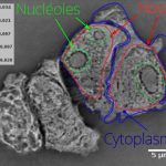 Cellule HEK 293 (indice)