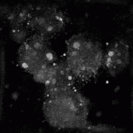Celulles irradiées, projection du maximum d'indice.