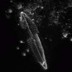 Frustule de diatomée de type navicula