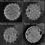 Pollen de topinambour (Jerusalem artichoke) : max d'indice et 3 sections latérales (x-y) à différentes profondeurs.